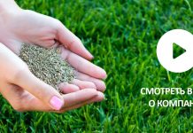 Зеленый Ковер из Райграса: Секреты Создания Идеального Газона в Московском Климате