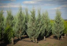 Можжевельник: многоликий защитник вашего сада