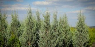 Можжевельник: многоликий защитник вашего сада