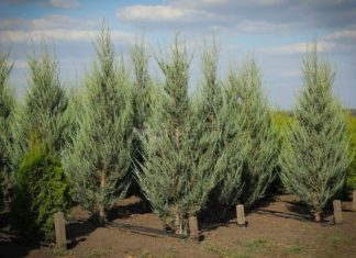 Можжевельник: многоликий защитник вашего сада