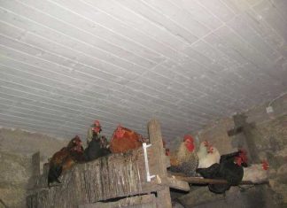 Утепление птичника пенополиуретаном: создание комфортных условий для птицы