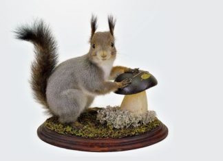 Преображение вашего дома: эксклюзивные чучела животных и ковры из натуральных шкур