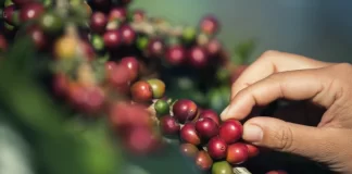 Импорт кофе в Россию в 2024 году составил 286 тыс. т