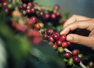 Импорт кофе в Россию в 2024 году составил 286 тыс. т