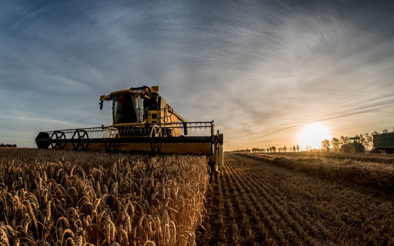 Кошачий ЗОЖ: как в России развивается рынок кормов для домашних животных