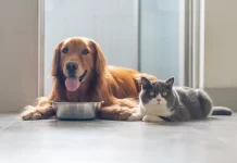 Кошачий ЗОЖ: как в России развивается рынок кормов для домашних животных