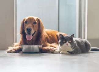 Кошачий ЗОЖ: как в России развивается рынок кормов для домашних животных