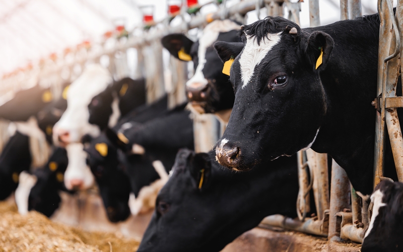 Кошачий ЗОЖ: как в России развивается рынок кормов для домашних животных