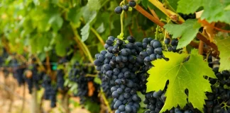 В Ростовской области произведено на 17% больше бутылок вина за полгода