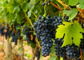 В Ростовской области произведено на 17% больше бутылок вина за полгода