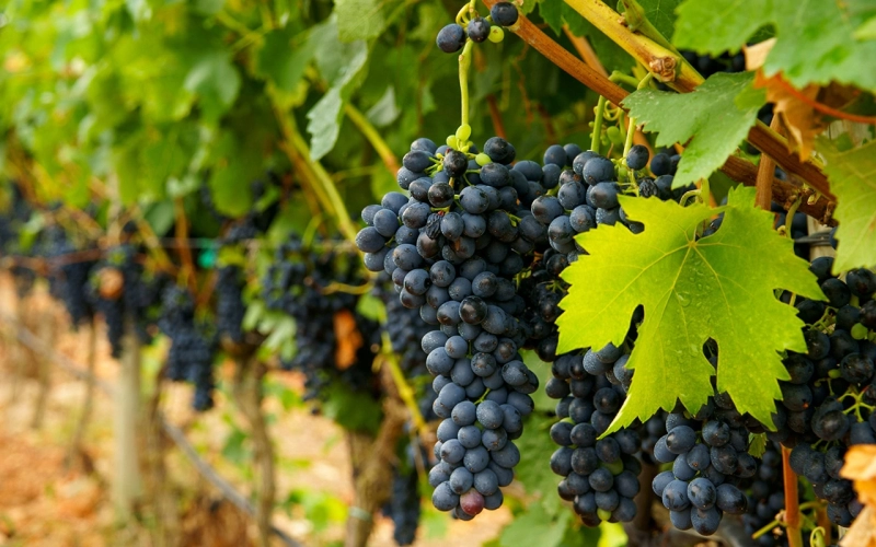 В Ростовской области произведено на 17% больше бутылок вина за полгода